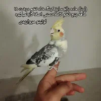 سه تاعروس هلندی لوتینو دستی ومرغ عشق و قلیون عربی|پرنده|کرج, حصارک پایین|دیوار