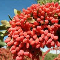 نهال ناب زرشک پلویی