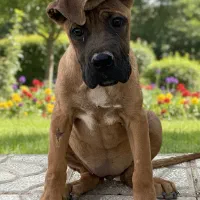 کنکورسو و ژرمن بلک