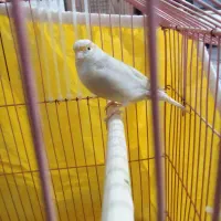 قناری مزایکی ماده جفت نخورده
