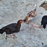 مرغ|حیوانات مزرعه|قروه, |دیوار