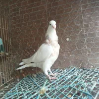 طوقی زرین اجری سرکه ای ابی همه رنگ معاوضه|پرنده|لنجان, |دیوار