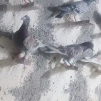 مگس بور مگس