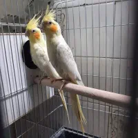 عروس هلندی جفت مولد لوتینو زعفرانی