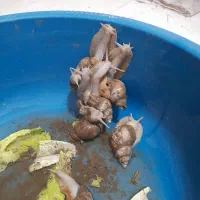 سلام حلزون برای پرورش