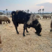 فروش دوبر