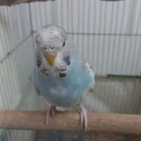 مرغ عشق انگلیسی. سخنگو