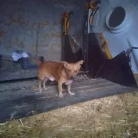 سگ پاکوتا بفروش میرسد نر زرنگ