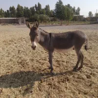 نرخر گله ای|حیوانات مزرعه|رفسنجان, |دیوار