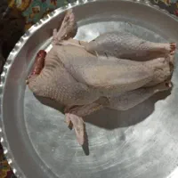 بوقلمون طبیعی|حیوانات مزرعه|مریوان, |دیوار