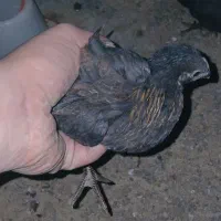 جوجه مرغ سیاه|حیوانات مزرعه|پاکدشت, پاکدشت (مامازند)|دیوار