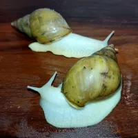 حلزون آچانینا آلبینو