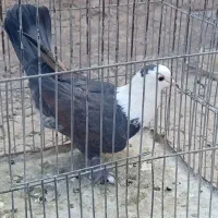 ماده سر مخملی خوشکل|پرنده|گلزار, |دیوار