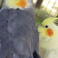 عروس هلندی مولد سخنگو|پرنده|دهگلان, |دیوار