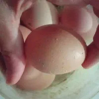 تخم‌مرغ محلی