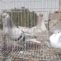 نر و ماده سالم