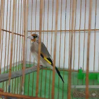 سقا|پرنده|کرمان, |دیوار