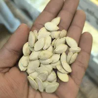 انواع تحمه خربزه هندوانه آفتابگردان کدو(شور و خام)