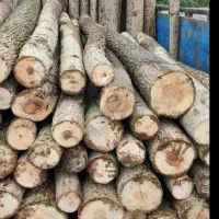 درخت گردو وانواع درختان خریداریم|خدمات باغبانی و درختکاری|بروجرد, |دیوار