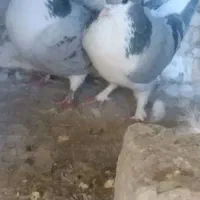 کبوتر لچکی مهر|پرنده|بیستون, |دیوار