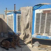 سگ ژرمن اصیل|سگ|شهر ری, سیزده آبان|دیوار