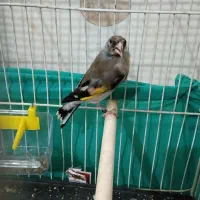 ۱عدد سهره  یا سقا نرجوجه سال و۲عددجوجه عروس آلبینو