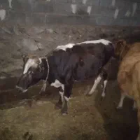 فروش گوساله ماده جوان  زایمان هستی