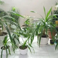 انواع گل و گیاه طبیعی