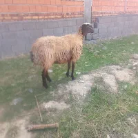 میش دودندون