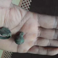 انگشتروزنگوله دوعددگردنی سلجوقی