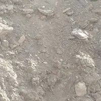 کود گوسفندی|گل و گیاه طبیعی|خمینی‌شهر, |دیوار
