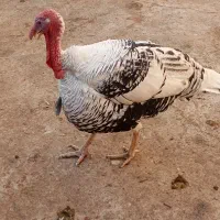 بوقلمون نر و ماده|حیوانات مزرعه|مرودشت, رودبال|دیوار