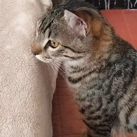 واگذاری گربه ماده یکساله به همراه بچه گربه دوماهه