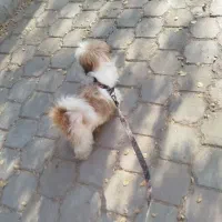 واگذاری|سگ|ساوه, |دیوار