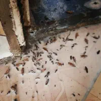 سمپاشی سوسک ساس ضمانت مهر فاکتور|خدمات نظافت|تهران, تجریش|دیوار
