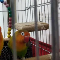 طوطی برزیلی|پرنده|کرمانشاه, |دیوار