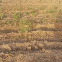 باغ پسته|فروش زمین و ملک کلنگی|بوئین زهرا, |دیوار