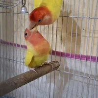 یک جفت طوطی صورت هلویی