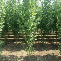 نهال صنوبر با رشد سریع و قیمت مناسب|خدمات باغبانی و درختکاری|کاشان, مدرس|دیوار