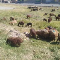 میش بره|حیوانات مزرعه|نهاوند, |دیوار