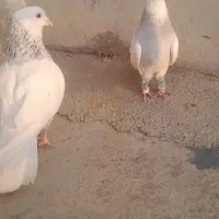 کبوتر رنگی جفتی و تکی|پرنده|مینودشت, |دیوار