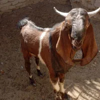 تروشت|حیوانات مزرعه|سراوان, |دیوار