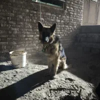 سگ ژرمن|سگ|میاندوآب, |دیوار