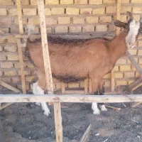 بز و کهره کره