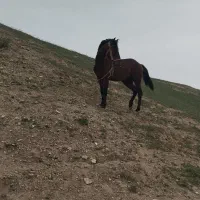 اسب|اسب و تجهیزات اسب‌سواری|گنبد کاووس, |دیوار