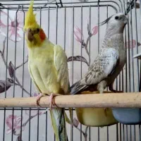 فروش شش عدد عروس هلندی