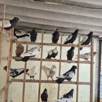 کبوتر سینه دار و دمبی