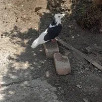 شازده پرشتی
