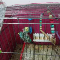 مرغ عشق پروانه ای معاوضه