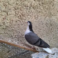 جوجه کفتر دمگیر اصیل|پرنده|اصفهان, دستگرده|دیوار